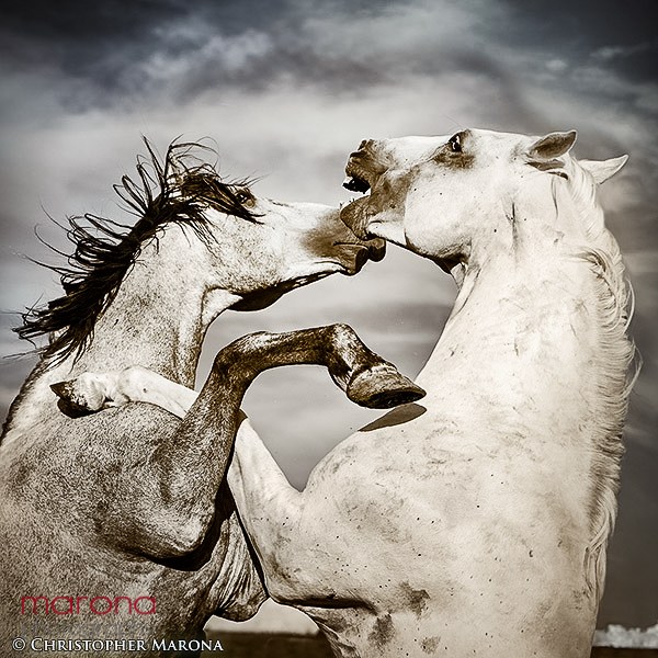 two horses fighting, horse photography, colorado photographer, photography workshop, colorado photography workshop, christopher marona