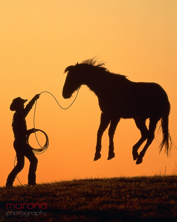 horse jumping with cowboy trying to rope him, western photography, wild west, cowboys, cowboy photography