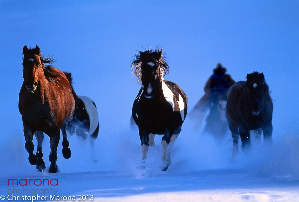 herd of wild horses running through the snow, horse photography, cowboy photography, christopher marona