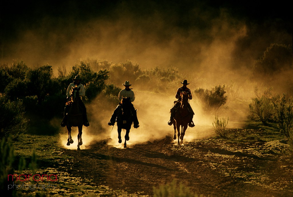 cowboy photography, cowboys, horses, american folk photography, wildlife photography, wildlife photographer