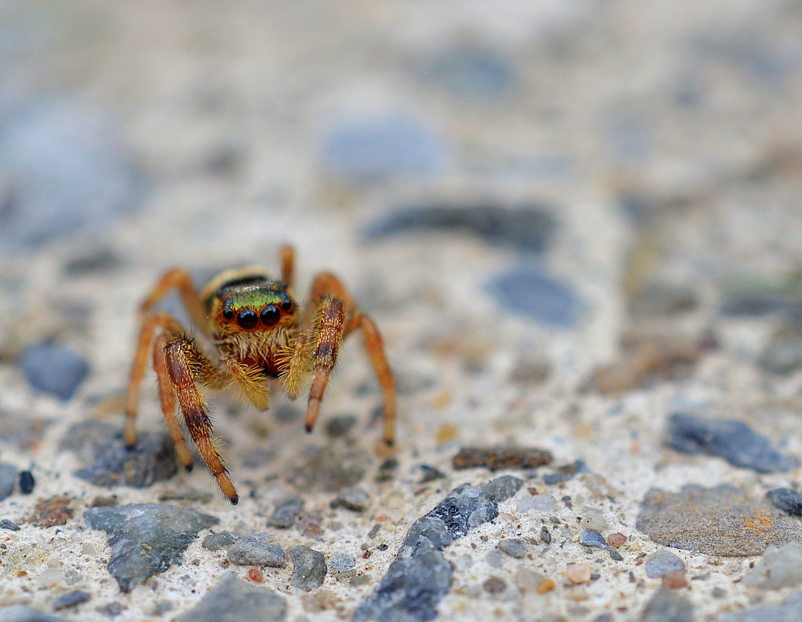 MeghanCahilly, Golden Jumping Spider, Look Closer Series, FisheyeConnect, Photography Workshops,