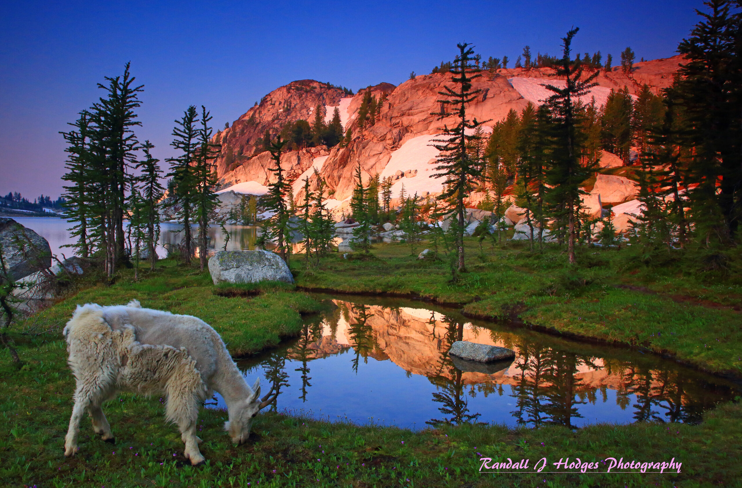 A Mountain Goats Grazes in a Meadow with a Mountain Reflecting in a Tarn in the Enchantments in the alpine Lakes Wilderness in Washington, Fisheye Connect, Randall Hodges, Photography Workshop, Washington