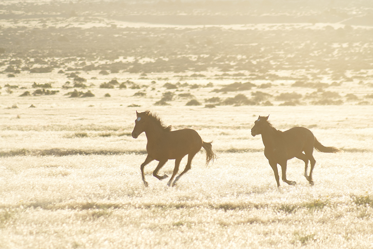 Utah Wild Horses, Ken Spurgin, Backlit Horses, Dusty horse scene, photography workshop, equine photography, horse photography class, fisheye connect,