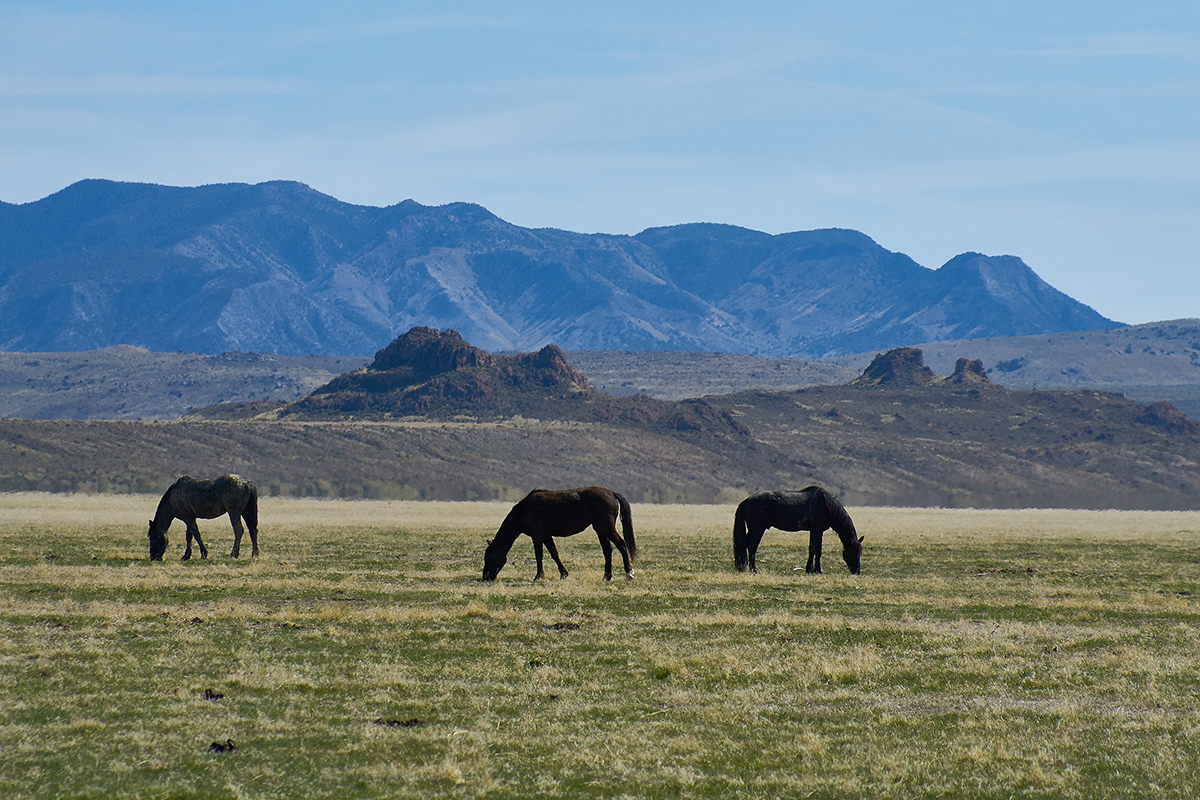 Fisheye Connect, Ken Spurgin, Horse Photography Workshop, Photography Class Utah, Equine Photography, Wild Horses